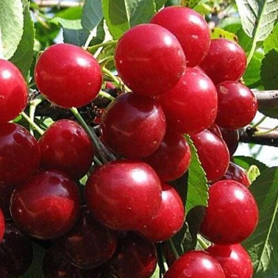 Вишня ГЛУБОКСКАЯ в Оренбурге