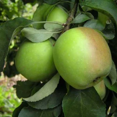 Яблоня ПАМЯТЬ СИКОРЫ в Оренбурге