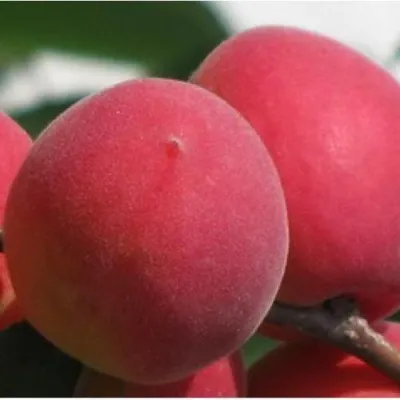 Абрикос РУБИН в Оренбурге