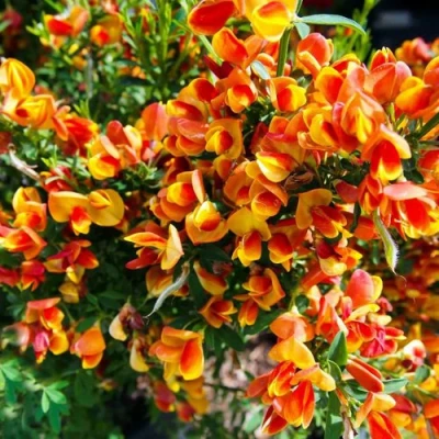 Ракитник АНДРЕАНУС в Оренбурге