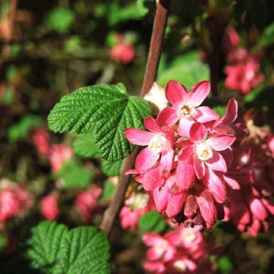 Смородина кроваво-красная ПУЛБОРО СКАРЛЕТ  в Оренбурге