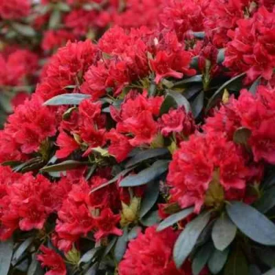 Рододендрон БУЗУКИ в Оренбурге