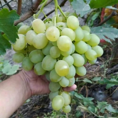 Виноград ВАНЮША в Оренбурге