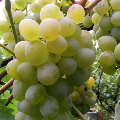 Виноград ТАЛИСМАН в Оренбурге