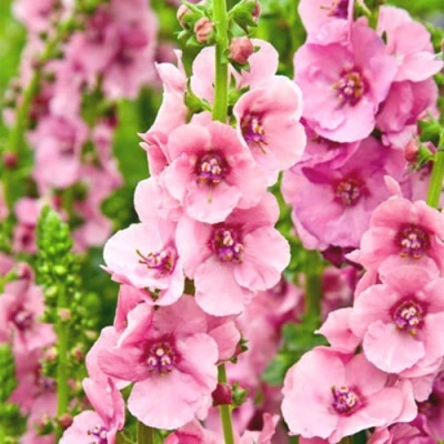 Коровяк ПИНК ДОМИНО гибридный (вербаскум) в Оренбурге