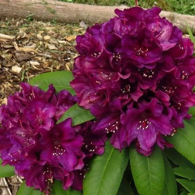 Рододендрон ПОЛАРНАХТ в Оренбурге