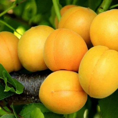 Абрикос ЦАРСКИЙ в Оренбурге