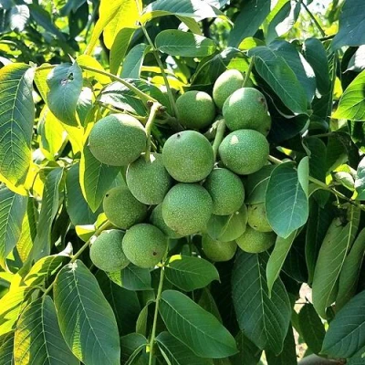 Грецкий орех  ИЗЯЩНЫЙ в Оренбурге