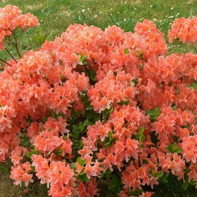 Рододендрон ЯПОНСКИЙ ОРАНЖЕВЫЙ в Оренбурге
