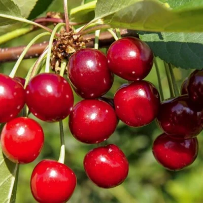 Вишня ЛЮБСКАЯ в Оренбурге