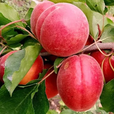 Абрикос РУБИСТА в Оренбурге