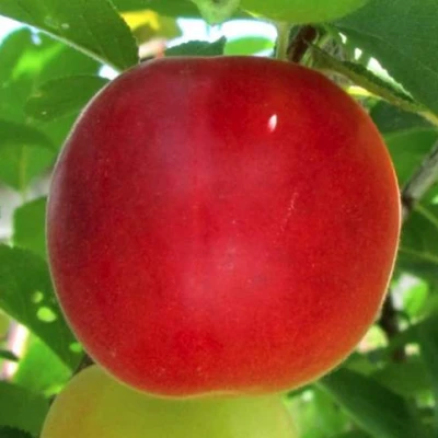 Плумкот БИРИКОККОЛО БОЛОГНЕС в Оренбурге