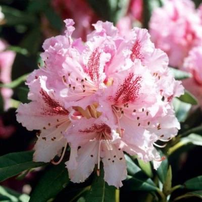 Рододендрон ЧИР в Оренбурге