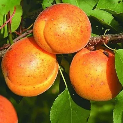 Абрикос СПАДЧЫНА в Оренбурге