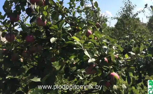 Превью видео