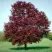 Клен РОЯЛ РЕД остролистный в Оренбурге