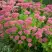 Очиток (седум) БРИЛЛИАНТ в Оренбурге