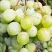 Виноград КЕША МУСКАТ в Оренбурге