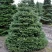 Пихта корейская  в Оренбурге