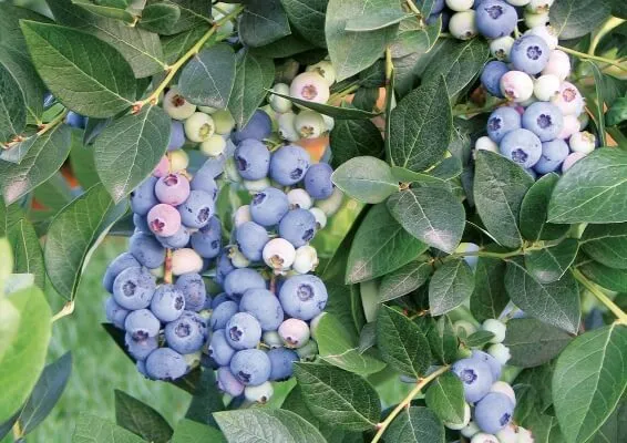 Голубика садовая Голубика садовая