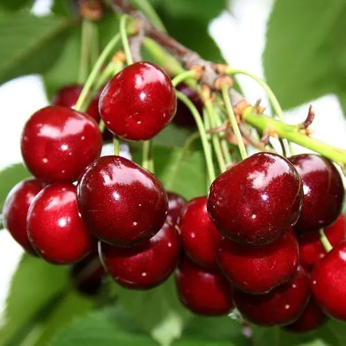 Черешня МИНЧАНКА в Оренбурге