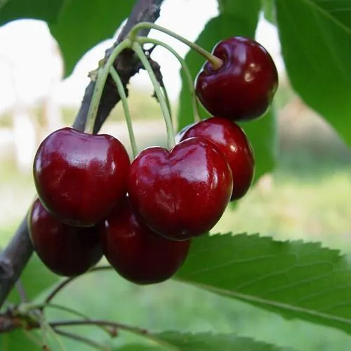 Черешня СТЕЛЛА в Оренбурге