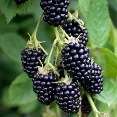 Ремонтантная  Ремонтантная в Оренбурге