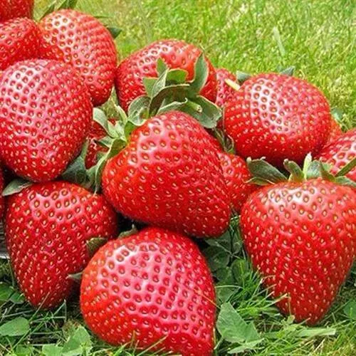 Клубника ЭЛИАНЕ  Клубника ЭЛИАНЕ в Оренбурге