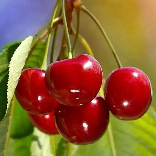 Черешня ТЕРЕМОШКА в Оренбурге