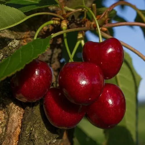 Черешня ЛАПИНС