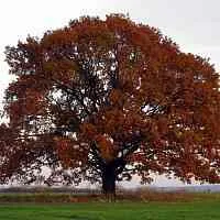 Дуб скальный  Дуб скальный в Оренбурге