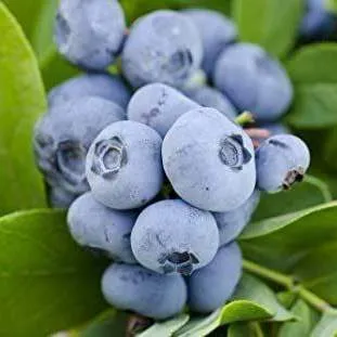 Ранние сорта  Ранние сорта в Оренбурге