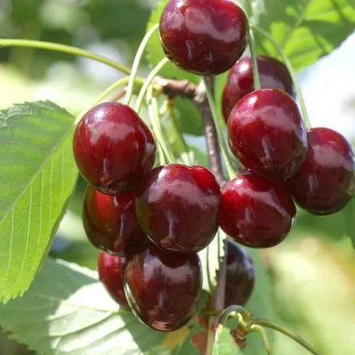 Черешня ОВСТУЖЕНКА в Оренбурге