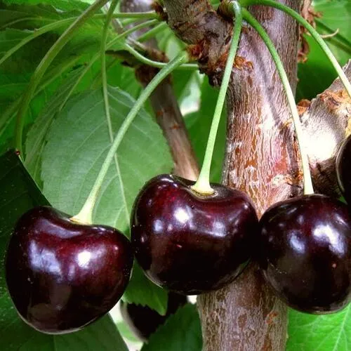 Черешня ДОНЕЦКИЙ УГОЛЁК в Оренбурге