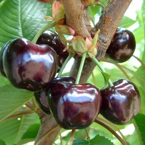 Черешня МУСКАТНАЯ в Оренбурге