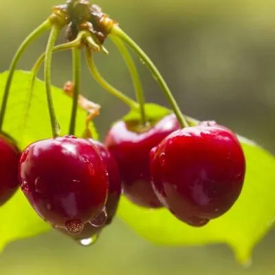 Черешня СИНЯВСКАЯ в Оренбурге