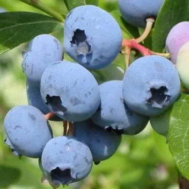 Поздние сорта  Поздние сорта в Оренбурге