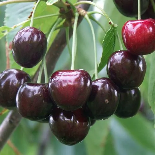 Черешня ЛЮБИМИЦА АСТАХОВА в Оренбурге