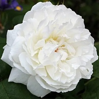 Саженцы роз ВИНЧЕСТЕР КАФЕДРАЛ английская  Саженцы роз ВИНЧЕСТЕР КАФЕДРАЛ английская в Оренбурге