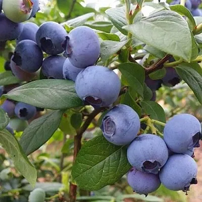 Голубика БЛЮГОЛД  Голубика БЛЮГОЛД в Оренбурге