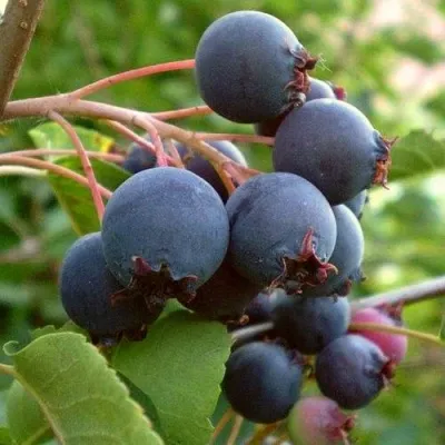 Ирга THIESSEN в Оренбурге