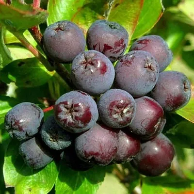 Рябина ЛИКЁРНАЯ сладкоплодная в Оренбурге