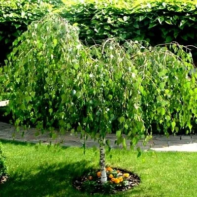 Береза Береза в Оренбурге