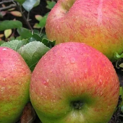 Яблоня ЯБЛОЧНЫЙ СПАС  Яблоня ЯБЛОЧНЫЙ СПАС в Оренбурге