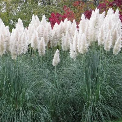 Кортадерия белая (пампасная трава) в Оренбурге
