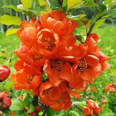 Айва японская  Айва японская в Оренбурге