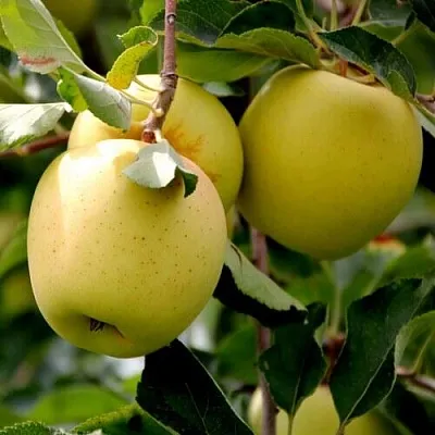Яблоня ГОЛДЕН ВЛАДИМИРСКИЙ  Яблоня ГОЛДЕН ВЛАДИМИРСКИЙ в Оренбурге
