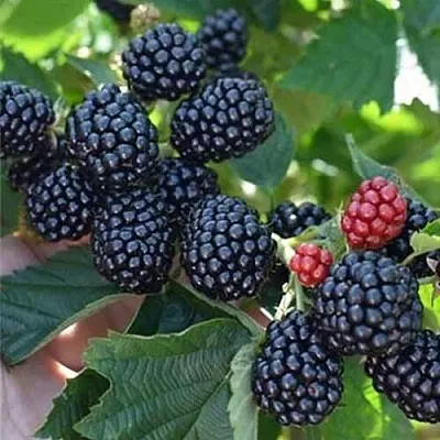 Ежевика ПОЛАР бесшипная в Оренбурге