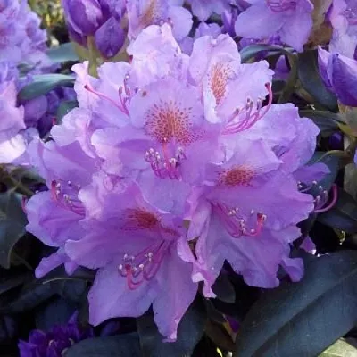 Рододендрон  Рододендрон в Оренбурге