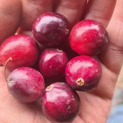 Клюква БАИН 6  Клюква БАИН 6 в Оренбурге